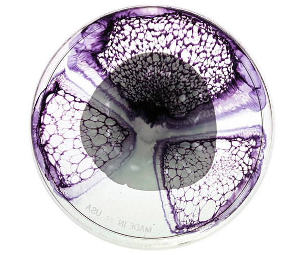 紫细胞