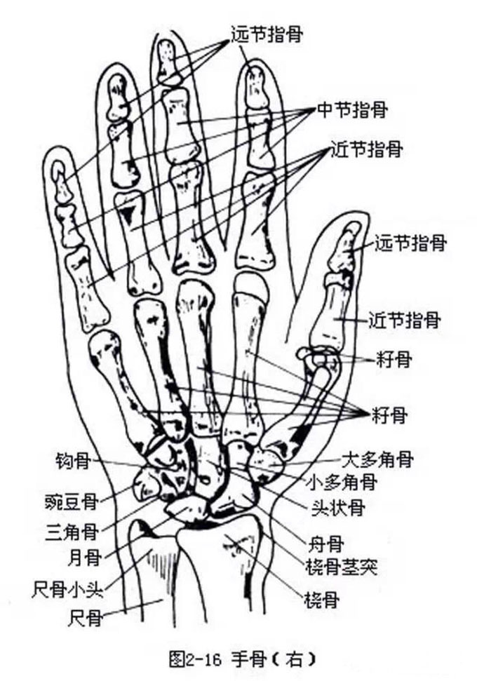 不同,掌骨指骨为棒状体,运动灵活,掌骨指骨从腕骨中心呈放射状分布,腕