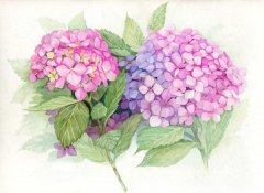 一花一世界