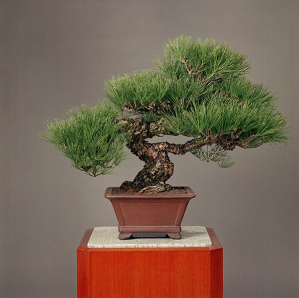 黒松,常滑紫泥正方盆 樹齢:約90年 樹高:60