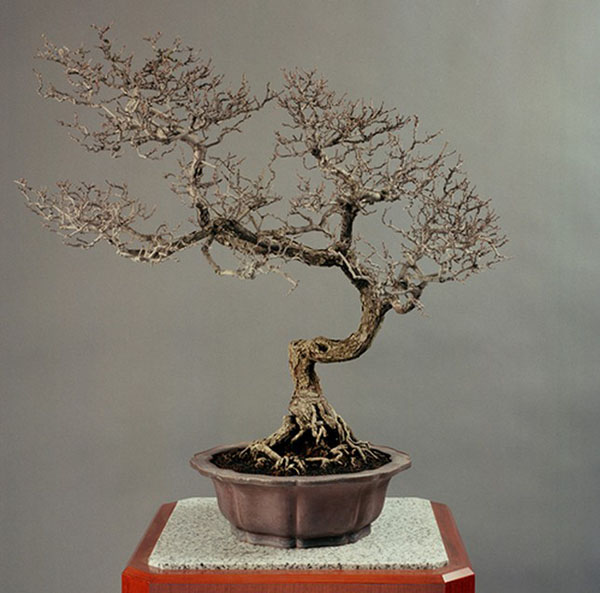 五月花,常滑紫泥輪花盆 樹齢:110年,樹高:76釐米