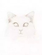 爱猫人士最爱——猫咪脸部步骤图